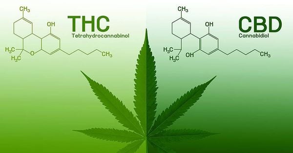 So sánh CBD và THC