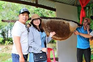 Thú vị nghề 'ăn ong' ở đất rừng U Minh Hạ