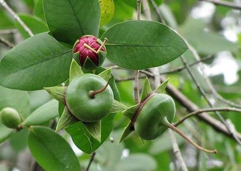 Loài cây ở Việt Nam nghe tên đã thấy nghèo, nay là 'mỏ vàng' bán thu tiền triệu