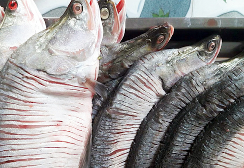 Bạc Liêu: Cá thát lát ở Hồng Dân cứ làm theo công thức đặc biệt này là mỗi tháng bán ra cả tấn