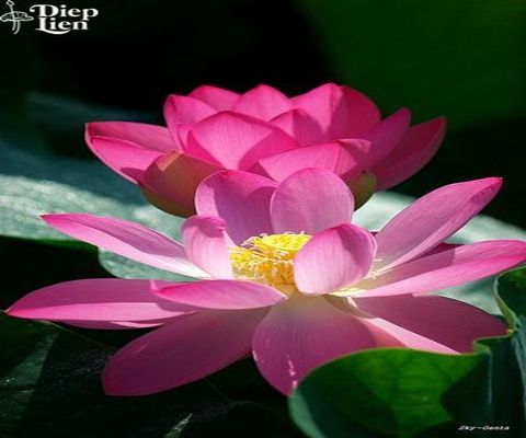 Bảo tồn đa dạng hoa sen tại Viện Nghiên cứu Thực vật Quốc gia (Ấn Độ)