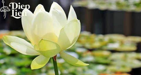 Biểu tượng của hoa sen  - Ý nghĩa biểu tượng của Hoa sen