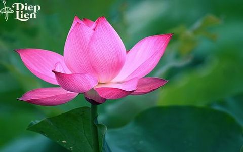 Hoa sen – biểu tượng cho sự giác ngộ trong Phật giáo