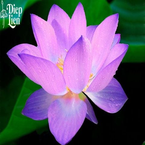 Hoa sen – Loài hoa thuần khiết biểu trưng cho Phật Giáo
