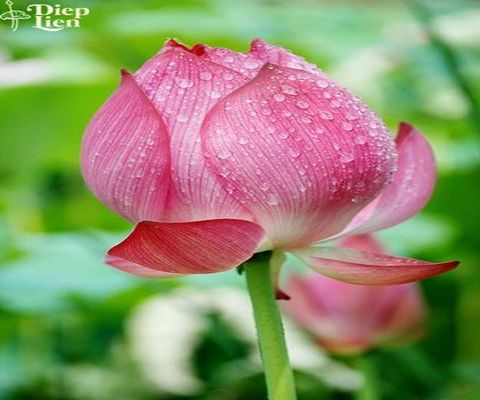 Hoa sen: loài hoa vươn lên từ khó khăn