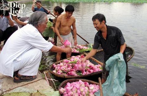 Nghệ nhân ướp trà sen ở Hà Nội