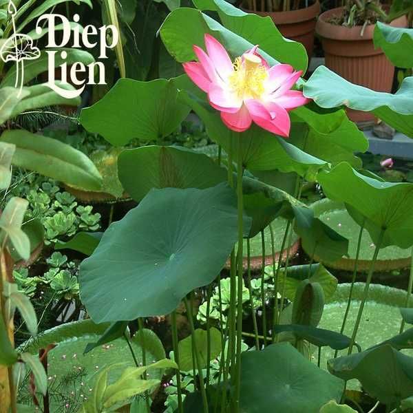 cách trồng sen trong hồ