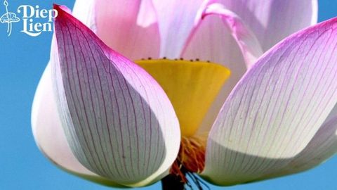 Khám phá ý nghĩa biểu trưng của hoa sen - Quốc hoa Việt Nam