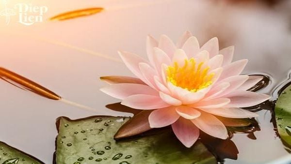 9 loài hoa may mắn trong văn hóa Trung Quốc – Trà Lá Sen Diệp Liên