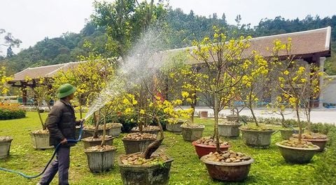 Lễ hội hoa Anh đào - Mai vàng Yên tử 2019 đến hẹn lại về