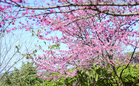 Trải nghiệm Nhật Bản vào tháng 3, mùa của lễ hội và hoa mơ tuyệt sắc