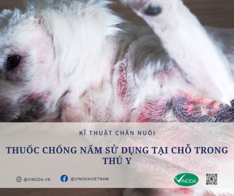 Thuốc chống nấm sử dụng tại chỗ trong thú y