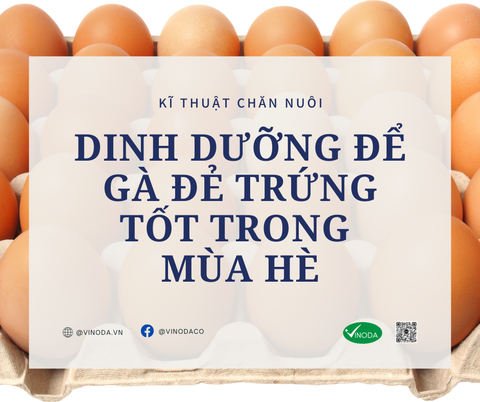 Dinh dưỡng để gà đẻ trứng tốt trong mùa hè