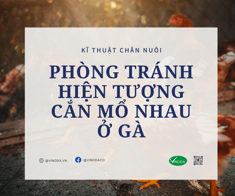 Phòng tránh hiện tượng cắn mổ nhau ở gà