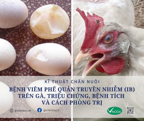 Bệnh viêm phế quản truyền nhiễm (IB) trên gà? nguyên nhân, triệu chứng, bệnh tích và cách phòng và trị