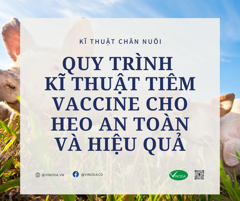 Quy trình kỹ thuật tiêm vaccine cho heo an toàn và hiệu quả