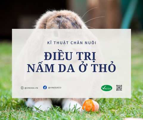 Điều trị nấm da ở thỏ