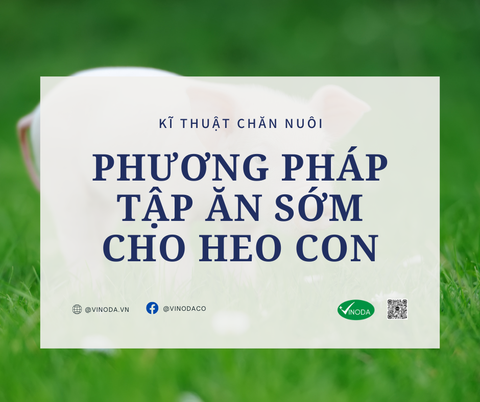 Phương pháp tập ăn sớm cho heo con