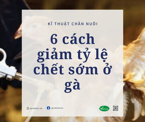 6 cách giảm tỷ lệ chết sớm ở gà