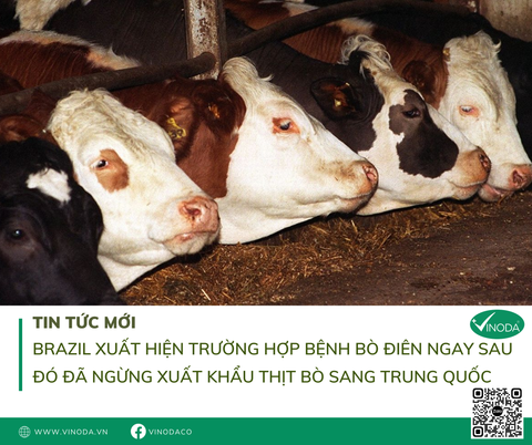 Brazil xuất hiện trường hợp bệnh bò điên, ngay sau đó đã ngừng xuất khẩu thịt bò sang Trung Quốc