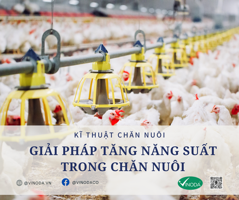 Giải pháp tăng năng suất trong chăn nuôi
