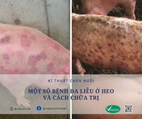 Các bệnh da liễu ở heo và cách chữa trị