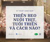 Thiến heo nuôi thịt, tuổi thiến và cách nào?