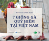 7 giống gà quý hiếm tại Việt Nam