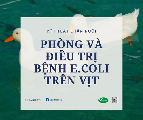 Phòng và điều trị bệnh E.coli trên vịt