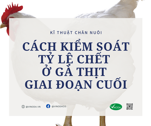 Cách kiểm soát tỷ lệ chết của gà thịt giai đoạn cuối