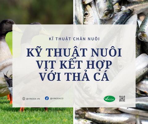Kỹ thuật nuôi vịt kết hợp với thả cá