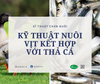 Kỹ thuật nuôi vịt kết hợp với thả cá