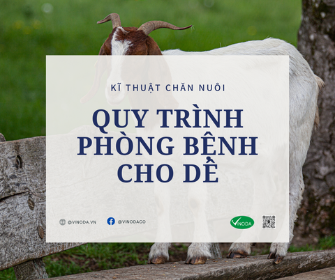 Quy trình phòng bệnh cho dê
