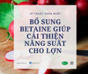 Bổ sung Betaine giúp cải thiện năng suất cho lợn