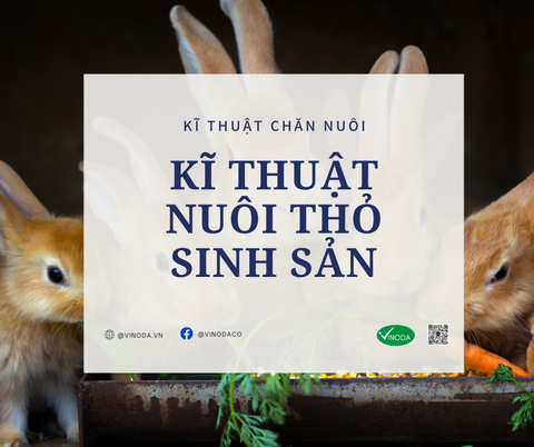 Kỹ thuật nuôi thỏ sinh sản