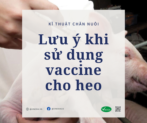 Lưu ý khi sử dụng vaccine cho heo