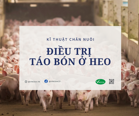 Điều trị táo bón ở heo