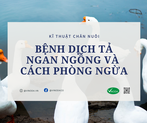 Bệnh dịch tả ở ngan, ngỗng và cách phòng ngừa