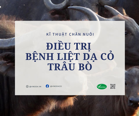 Điều trị bệnh liệt dạ cỏ ở trâu, bò