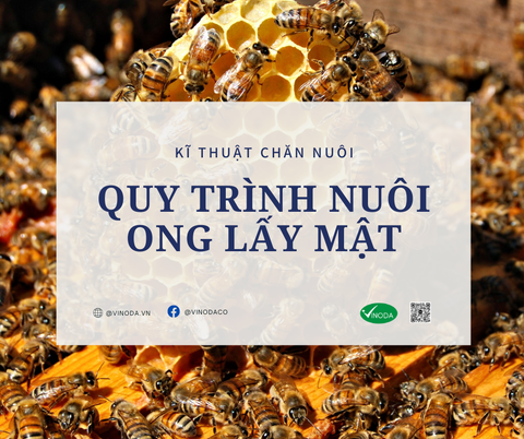 Quy trình nuôi ong lấy mật