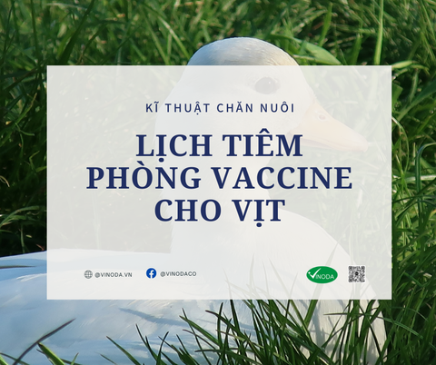 Lịch tiêm phòng vaccine cho vịt