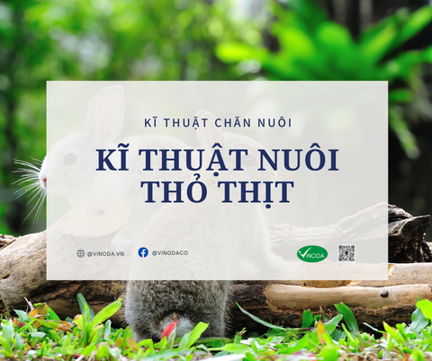 Kỹ thuật nuôi thỏ thịt