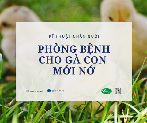 Phòng bệnh cho gà con mới nở