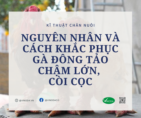 Nguyên nhân và cách khắc phục gà Đông Tảo chậm lớn, còi cọc