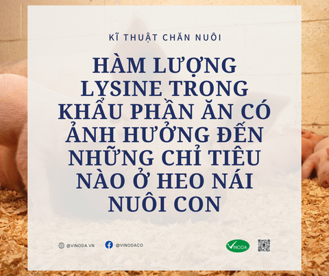 Hàm lượng lysine trong khẩu phần có ảnh hưởng đến những chỉ tiêu nào ở heo nái nuôi con?