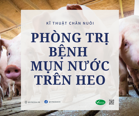 Phòng & trị bệnh mụn nước trên heo