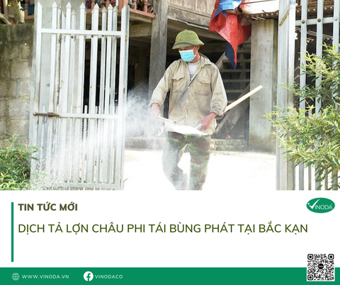 Dịch tả lợn châu Phi tái bùng phát tại Bắc Kạn