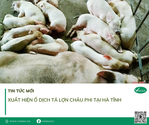 Xuất hiện ổ Dịch Tả Lợn Châu Phi tại Hà tĩnh