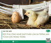 Đột phá công nghệ giúp phân loại gà trống, mái từ khi còn trong trứng