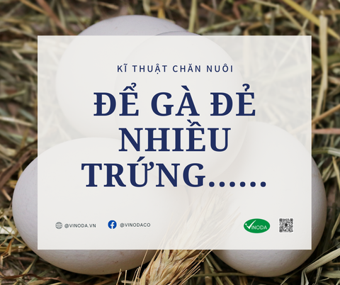 Để gà đẻ nhiều trứng...